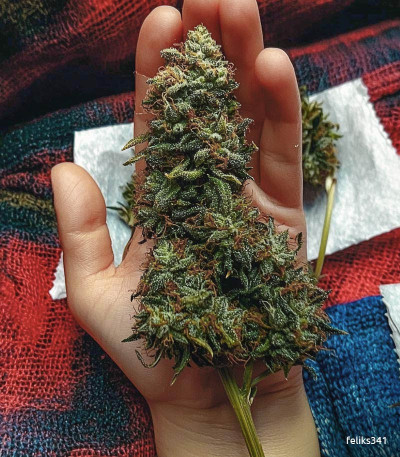 Семена сорта Auto Ak 2 fem (Семяныч)