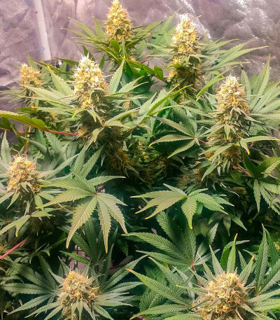 Семена сорта Pharaoh (Tutankhamon) fem (Семяныча)