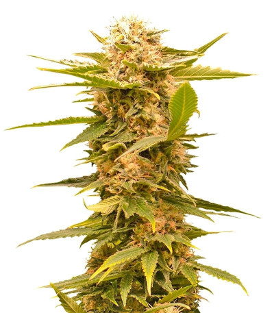 Семена сорта Black Dream fem (Eva Seeds)