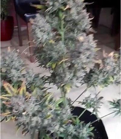 Семена сорта Bruce Banner Auto (Monster Genetics)