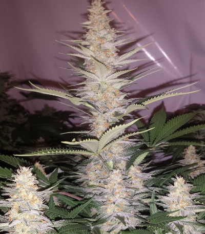 Семена сорта LA Ultra fem (Resin Seeds)