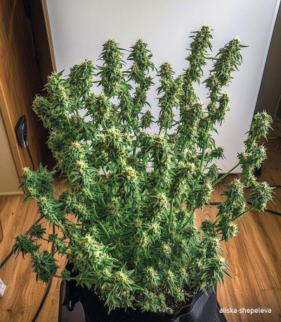 Семена сорта Wedding Cake fem (Семяныч)