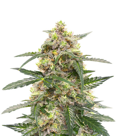 Микс семян конопли Sativa Mix fem (Herbies Seeds)