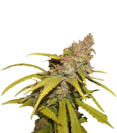 Семена Pineapple Chunk шишки