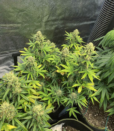 Семена сорта Auto Colorado Cookies fem (Dutch Passion)