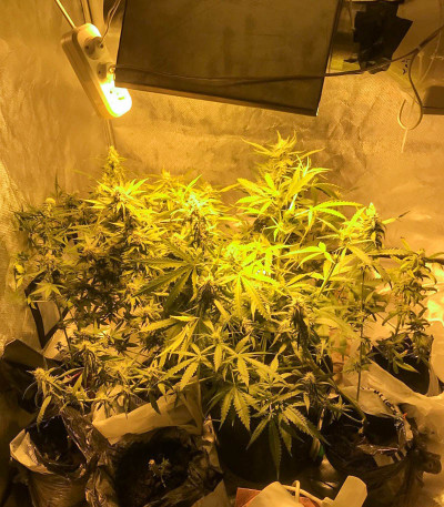 Семена сорта Biggest Bud fem (Victory Seeds)