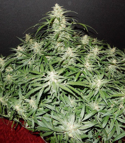Семена сорта Blue Dream auto fem (FastBuds Seeds)
