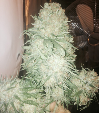 Семена сорта Fruit Punch fem (Heavyweight Seeds)