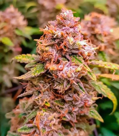 Семена сорта Jelly Donutz Auto fem от Humboldt Seed Company