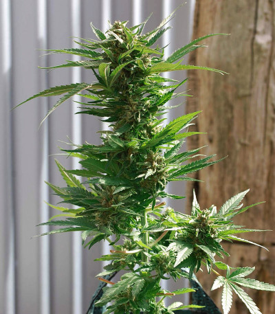 Семена сорта Peyote Critical fem (Barney's Farm)