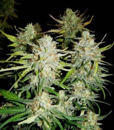 Семена сорта Super Critical Auto (Green House Seeds)