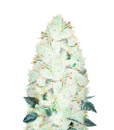 Семена сорта NHL Diesel fem (Victory Seeds)