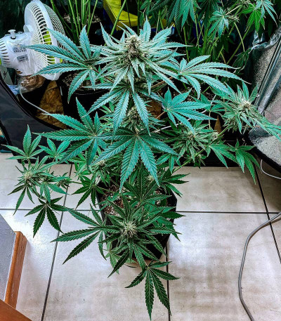 Семена сорта Eleven Roses Early Version fem (Delicious Seeds)