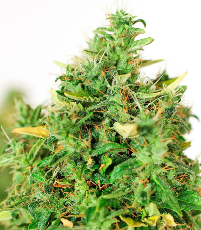 Семена сорта Doctor’s Choice #1 Auto fem