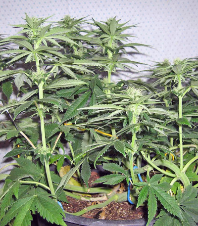 Семена каннабиса Pineapple Chunk