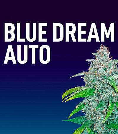 Семена сорта Blue Dream auto fem (FastBuds Seeds)