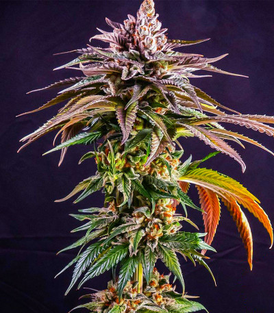 Семена сорта Kush Mintz fem (Barney's Farm)