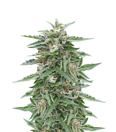 Семена сорта Auto Northern Lights fem (Pyramid Seeds)