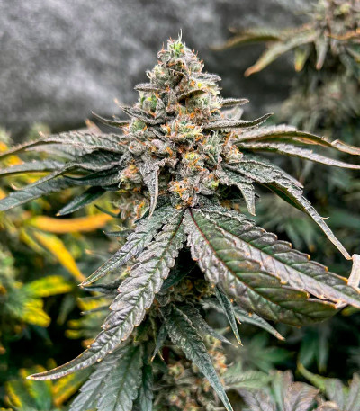 Семена сорта Humboldt Pound Cake fem (Humboldt Seed Company)