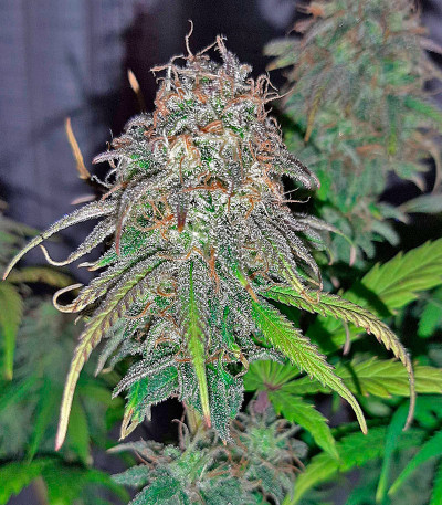 Семена сорта Super Lemon Haze x GMO fem от Green House Seeds