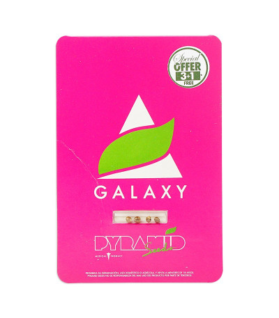 Семена сорта Galaxy fem (Pyramid Seeds)