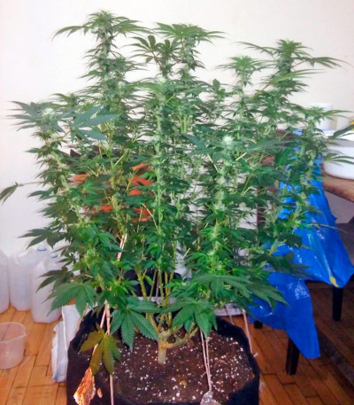 Семена сорта Kaia Kush fem (Green House Seed)