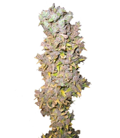 Семена сорта Northern Lights fem (Nirvana Seeds)