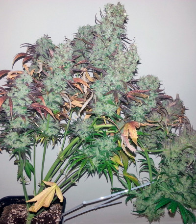 Сорт марихуаны Strawberry Cough