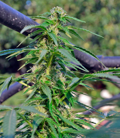 Семена сорта Autoflowering White Russian #1 fem (Serious Seeds)