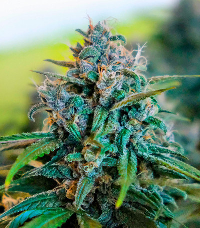 Семена сорта CBD Apple Betty Auto fem (Herbies Seeds)