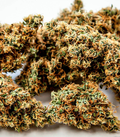 Семена сорта Gorilla Zkittlez fem (Семяныч)