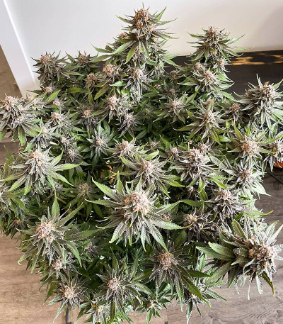 Семена сорта Grandaddy Banner fem (AlphaFem Seeds)