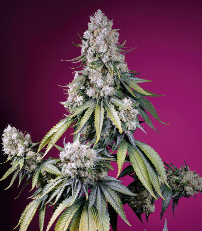 Семена сорта Jealousy Z XL Auto fem (Sweet Seeds)