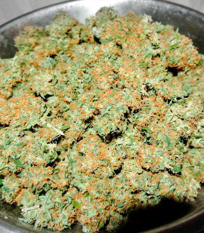 Семена сорта Mazar X fem (Семяныч)