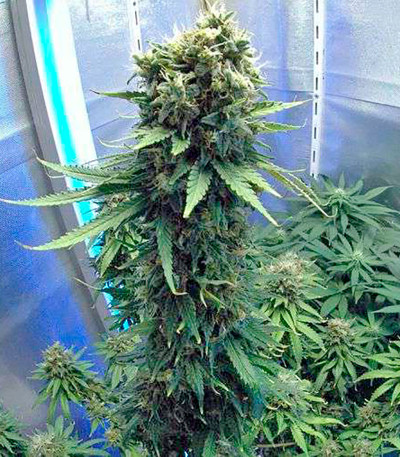 Семена сорта New York Power Diesel fem (Nirvana Seeds)