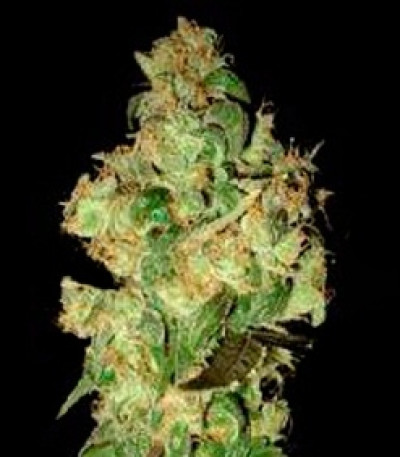 Семена сорта VIP Dwarf Auto fem (VIP seeds)