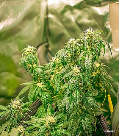 Семена сорта Wedding Cake fem (Семяныч)