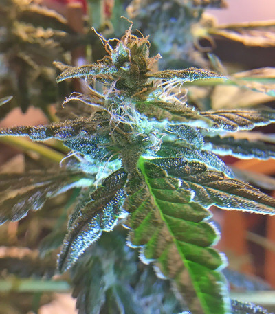 Семена сорта Chocolate Orange Auto fem (Dr. Krippling Seeds)