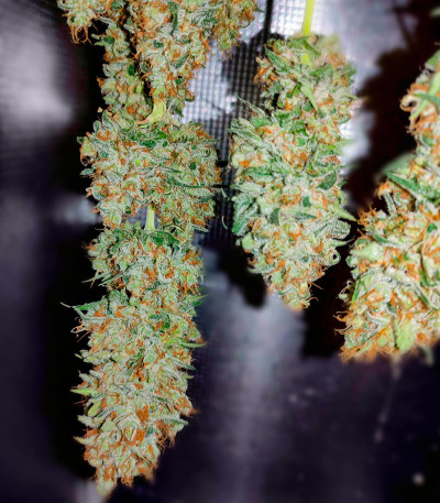 Семена сорта DDoS #33 fem (Herbies Seeds)