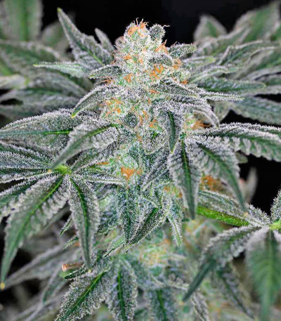 Семена сорта Mazar Kush fem (World of Seeds)