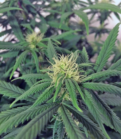 Семена сорта AMS fem