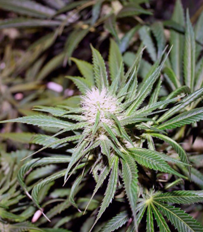 Семена сорта Super Haze reg (Dutch Passion)