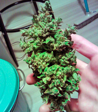 Семена сорта Triple Cheese fem (Barney's Farm)