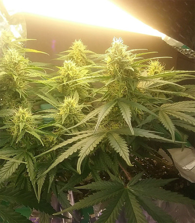 Семена сорта Amnesia Auto fem (Семяныч)