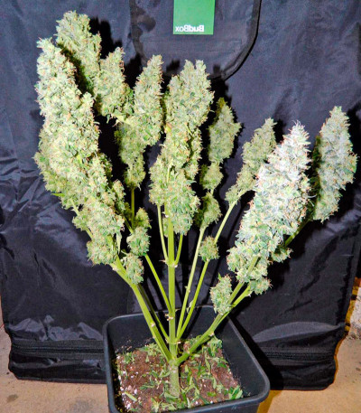 Семена сорта Hobbit Auto (Ginger Punch Auto) fem