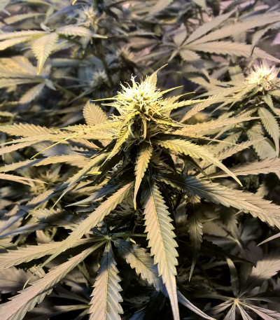 Семена сорта Lemon Kush fem (Female Seeds)