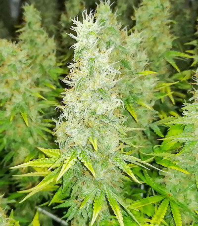 Семена сорта White Widow fem (Victory Seeds)