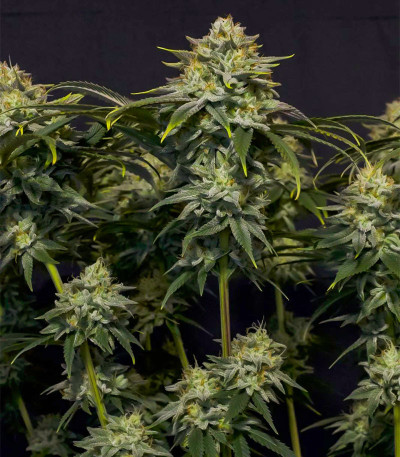 Семена сорта Gorilla Cookies FF fem (FastBuds)