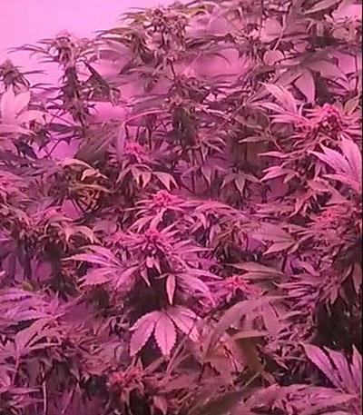 Семена сорта Afghan Kush Special fem (World of Seeds)