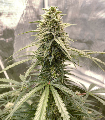 Семена сорта Auto Cinderella Jack fem (Dutch Passion)